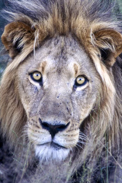 ライオン パンテラレオ セントラルカラハリゲームリザーブ ガンジ ボツワナ アフリカ — ストック写真