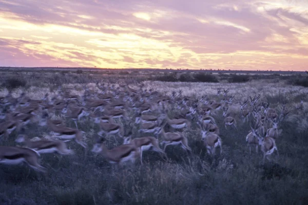 Springbok Antidorcas Marsupialis Központi Kalahári Game Reserve Ghanzi Botswana Afrika — Stock Fotó
