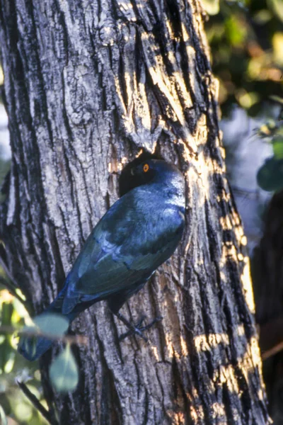 Glossy Starling Lamprotornis Nitens Central Kalahari Wildreservaat Ghanzi Botswana Afric — Stockfoto