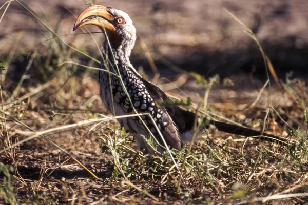 Hornbill Południowej Yellowbilled Tockus Flavirostris Central Kalahari Game Reserve Ghanzi — Zdjęcie stockowe