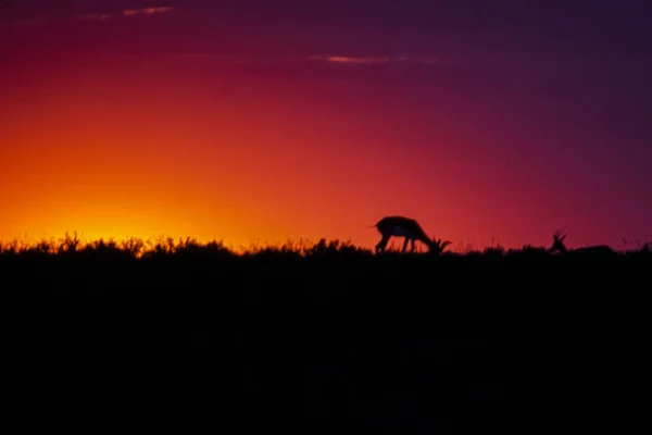 Springbok al tramonto — Foto Stock