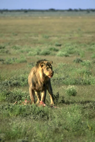 León Panthera Leo Reserva Central Caza Kalahari Ghanzi Botswana África — Foto de Stock