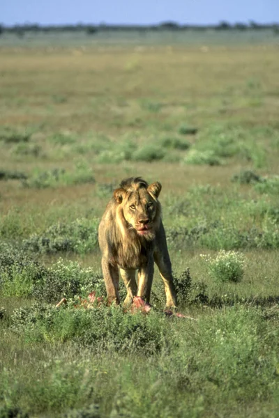 Lion Panthera Leo Réserve Centrale Kalahari Ghanzi Botswana Afrique — Photo