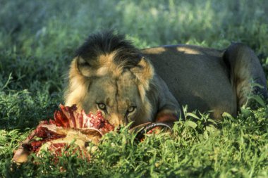 Aslan (Panthera leo), Central Kalahari Game Reserve, Ghanzi, Botsvana, Afrika