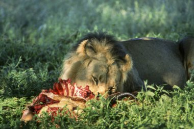 Aslan (Panthera leo), Central Kalahari Game Reserve, Ghanzi, Botsvana, Afrika