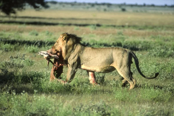 Λιοντάρι Παναθηναικός Λέων Κέντρο Παιχνιδιών Καλαχάρι Γκαντζή Μποτσουάνα Αφρική — Φωτογραφία Αρχείου