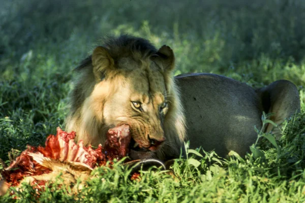 Aslan (Panthera leo), Central Kalahari Game Reserve, Ghanzi, Botsvana, Afrika