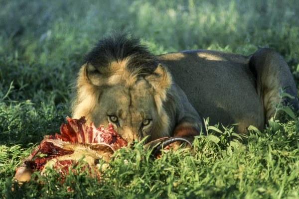 Лион Panthera Leo Центральный Заповедник Калахари Гхемси Ботсвана Африка — стоковое фото