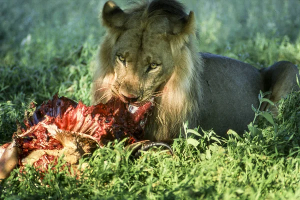 Lion Panthera Leo Central Kalahari Game Reserve Ghanzi Botswana Afrika — Stockfoto