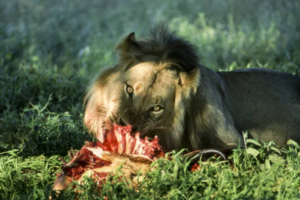 Lion Panthera Leo Central Kalahari Game Reserve Ghanzi Botswana Afrika — Stockfoto