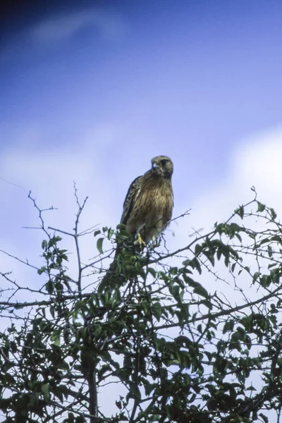 Brown Snake Eagle Circaetus Cinereus Центральный Заповедник Калахари Гхемси Ботсвана — стоковое фото
