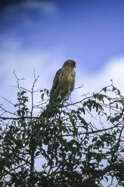 Brązowy Orzeł Wąż Circaetus Cinereus Central Kalahari Game Reserve Ghanzi — Zdjęcie stockowe