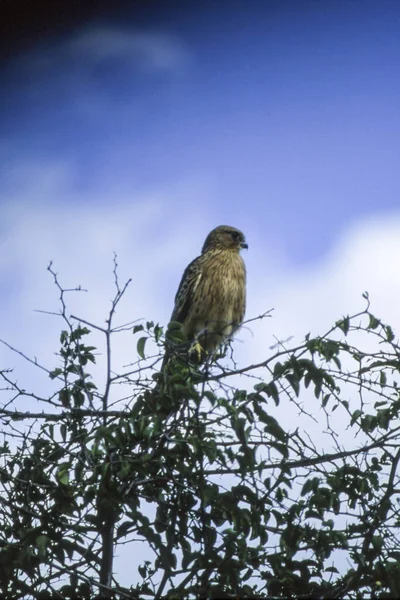 Brown Snake Eagle Circaetus Cinereus Центральный Заповедник Калахари Гхемси Ботсвана — стоковое фото