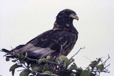 Bateleur