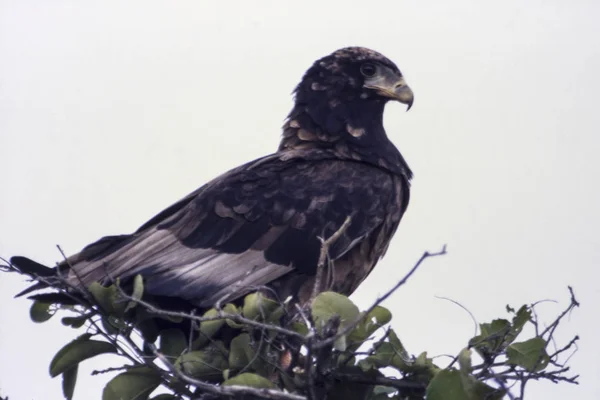 Goochelaar (vogel) — Stockfoto