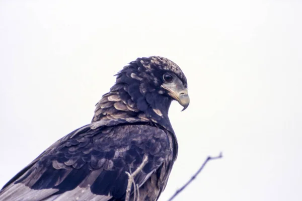 Bateleur — Stock Photo, Image