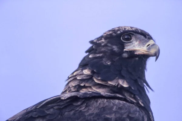 Bateleur — Stock Photo, Image