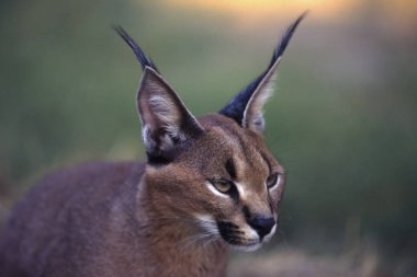 Caracal (Felix Caracal), Maun, Ngamiland, Botswana, Afrika