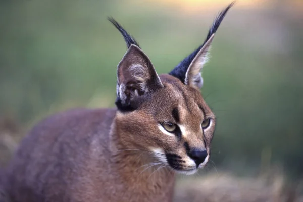 Caracal Felix Caracal Maun Ngamilandia Botswana África —  Fotos de Stock