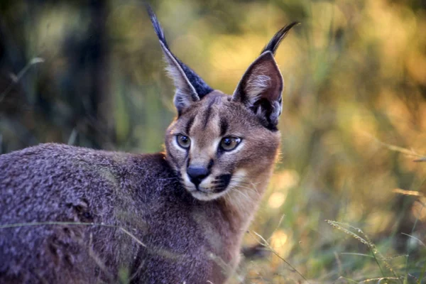 Caracal Felix Caracal Maun Ngamilandia Botswana África —  Fotos de Stock