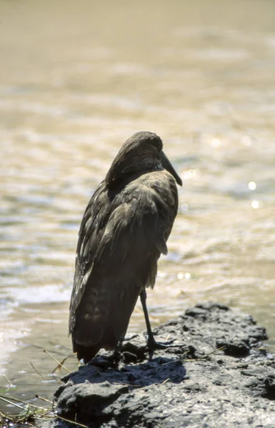 Hamerkop Scopus Umbretta Moremi Wildlife Reserve Ngamiland Botswana Afrika — Stockfoto