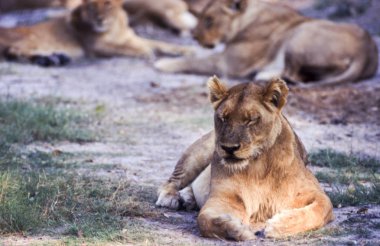 Aslan (Panthera leo), Moremi Wildlife Reserve, Ngamiland, Botswana, Afrika