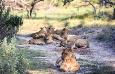 Lion (Panthera leo), Moremi Wildlife Reserve, Ngamiland, Botswana, Africa clipart