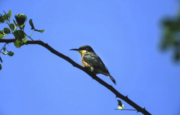 Little Bee Eater Merops Pusillus Moremi Wildlife Reserve Ngamilândia Botsuana — Fotografia de Stock