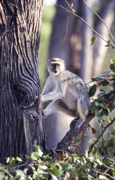 Vervet Monkey Cercopithecus Aethiops Moremi Wildlife Reserve Ngamilândia Botsuana África — Fotografia de Stock