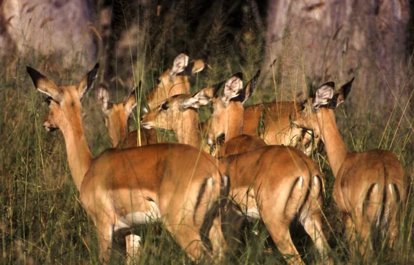 インパラ Aepyceros メラムプース モレミ野生動物保護区 Ngamiland ボツワナ アフリカ — ストック写真