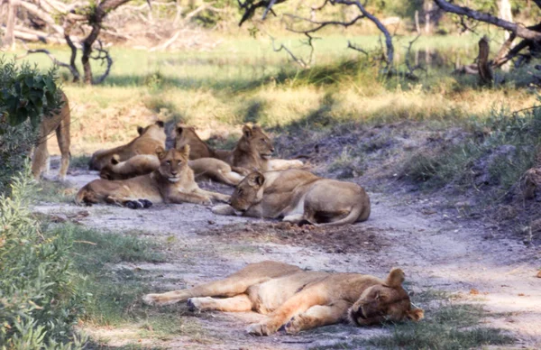 Leão Panthera Leo Reserva Vida Selvagem Moremi Ngamilândia Botsuana Afric — Fotografia de Stock