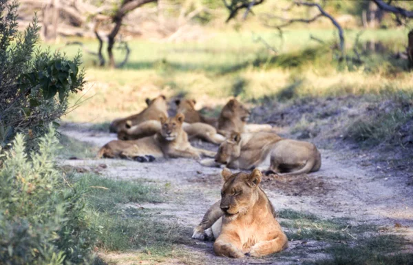 Lion Panthera Leo Moremi Wildlife Reserve Ngamilândia Botsuana África — Fotografia de Stock