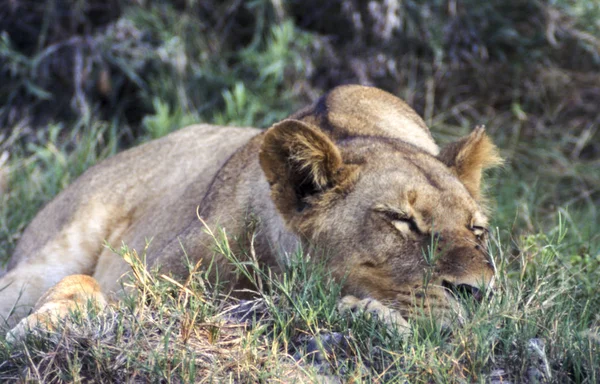 Aslan Panthera Leo Moremi Wildlife Reserve Ngamiland Botswana Afrika — Stok fotoğraf