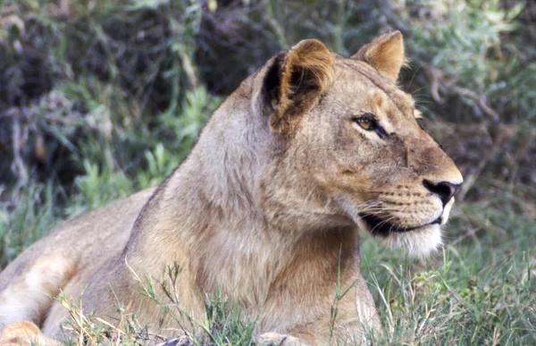 Leeuw Panthera Leo Moremi Wildlife Reserve Ngamiland Botswana Afrika — Stockfoto