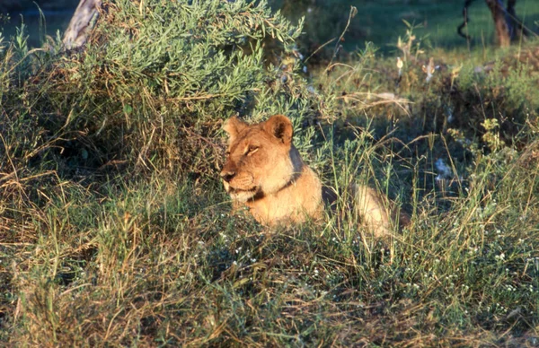 Λιοντάρι Panthera Leo Προστασίας Άγριων Ζώων Moremi Μποτσουάνα Ngamiland Αφρική — Φωτογραφία Αρχείου