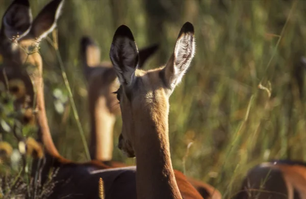 Moremi Viltreservat Ngamiland Botswana Impala Aepyceros Melampus Afrika — Stockfoto