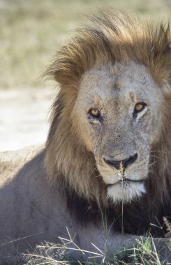 Aslan (Panthera leo), Moremi Wildlife Reserve, Ngamiland, Botswana, Afrika