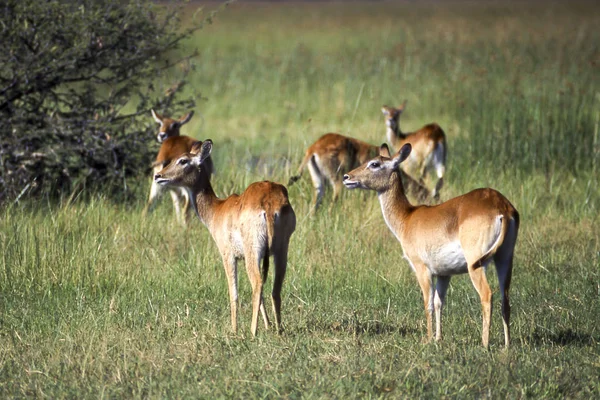 Lechwe Kobus Leche Moremi 野生动物保护区 Ngamiland 博茨瓦纳 Afric — 图库照片