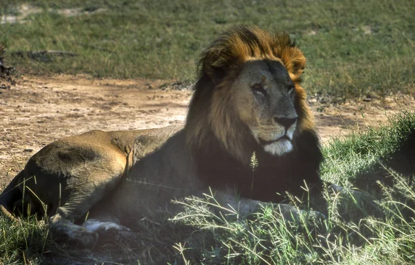 Leone Panthera Leo Moremi Wildlife Reserve Ngamiland Botswana Africa — Foto Stock