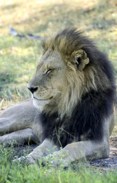 ライオン ライオン モレミ野生動物保護区 Ngamiland ボツワナ アフリカ — ストック写真