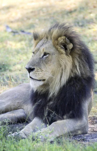 ライオン ライオン モレミ野生動物保護区 Ngamiland ボツワナ アフリカ — ストック写真