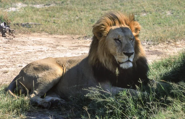 Leeuw Panthera Leo Moremi Wildlife Reserve Ngamiland Botswana Afrika — Stockfoto