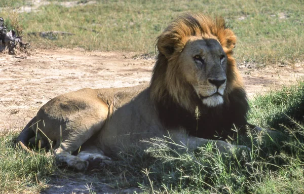 Lion Panthera Leo Moremi Wildlife Reserve Ngamilândia Botsuana África — Fotografia de Stock