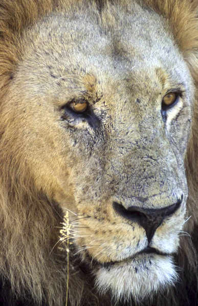 Lion Panthera Leo Moremi Wildlife Reserve Ngamilândia Botsuana África — Fotografia de Stock