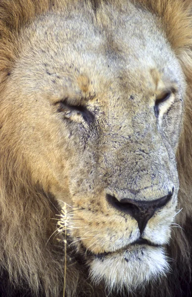 Leeuw Panthera Leo Moremi Wildlife Reserve Ngamiland Botswana Afrika — Stockfoto