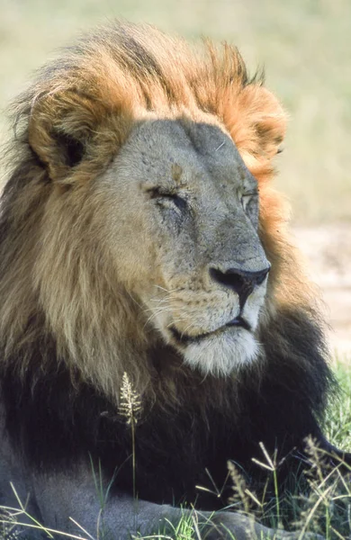 Leeuw Panthera Leo Moremi Wildlife Reserve Ngamiland Botswana Afrika — Stockfoto