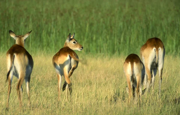 Lechwe. —  Fotos de Stock