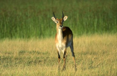 Lechwe (Kobus leche), Moremi Wildlife Reserve, Ngamiland, Botswana, Afrika