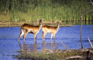Lechwe (Kobus leche), Moremi Wildlife Reserve, Ngamiland, Botswana, Afrika