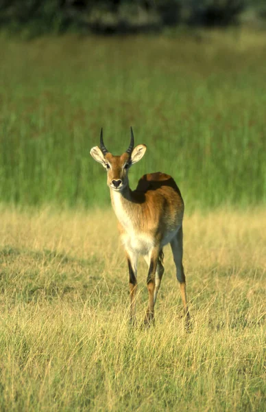 Voduška Červená Kobus Leche Moremi Wildlife Reserve Botswanském Afrika — Stock fotografie